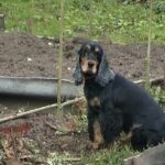 Альбион Грета Астер