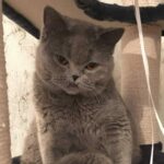 Портрет кошка Флоранс