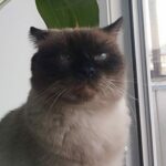 Портрет кот Семён