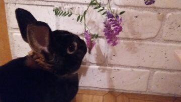 Портрет кролик Крош