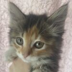 Милка. Кладбище домашних животных