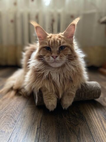 Персик