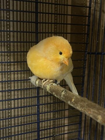 Феличик