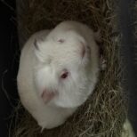 Беляш Никанорович