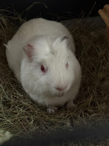 Беляш Никанорович