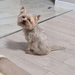 Габриэль Старбой