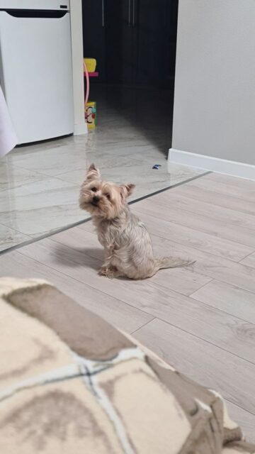 Габриэль Старбой