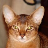 Шпрот (Уинстон)