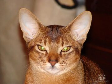 Шпрот (Уинстон)