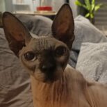 Iniffer jf Arpeggio Tiefenbrunner