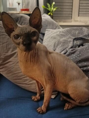 Iniffer jf Arpeggio Tiefenbrunner