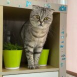 Мадам Мурка