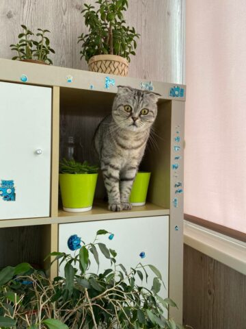 Мадам Мурка