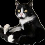 Белка (Алекс)