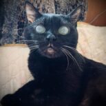 Алиса (Алисюшка)