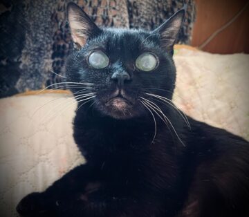 Алиса (Алисюшка)