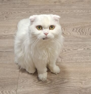 Кити