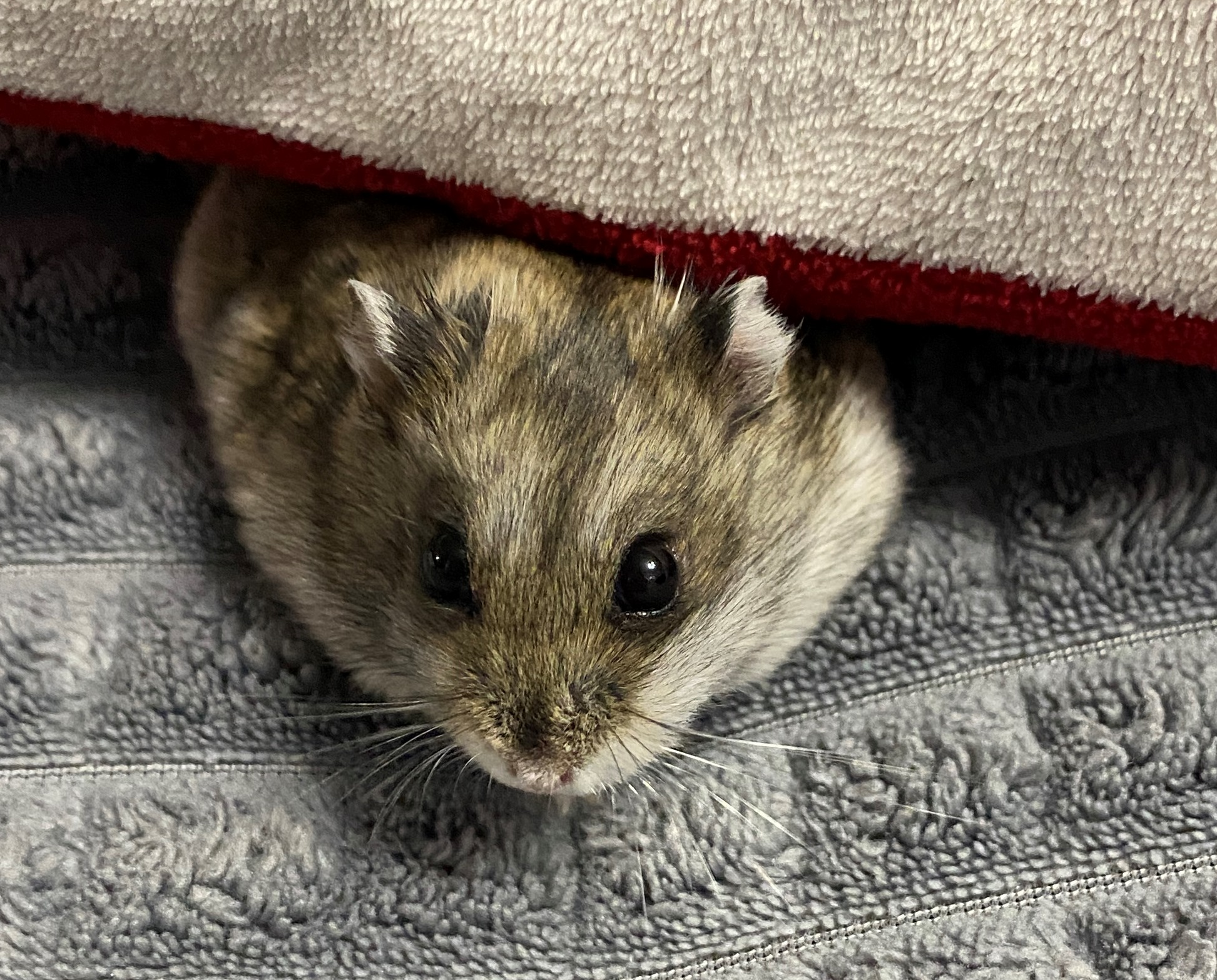 Маратик