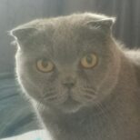 Элизабет