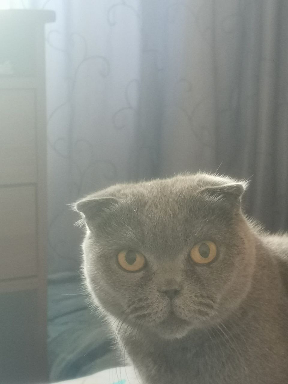 Элизабет
