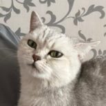 Симочка. Кладбище домашних животных