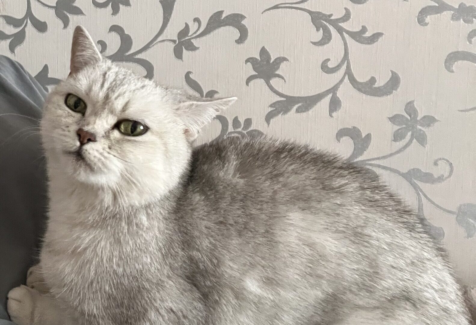 Симочка. Кладбище домашних животных