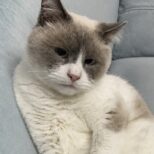 Фунтик. Кладбище домашних животных