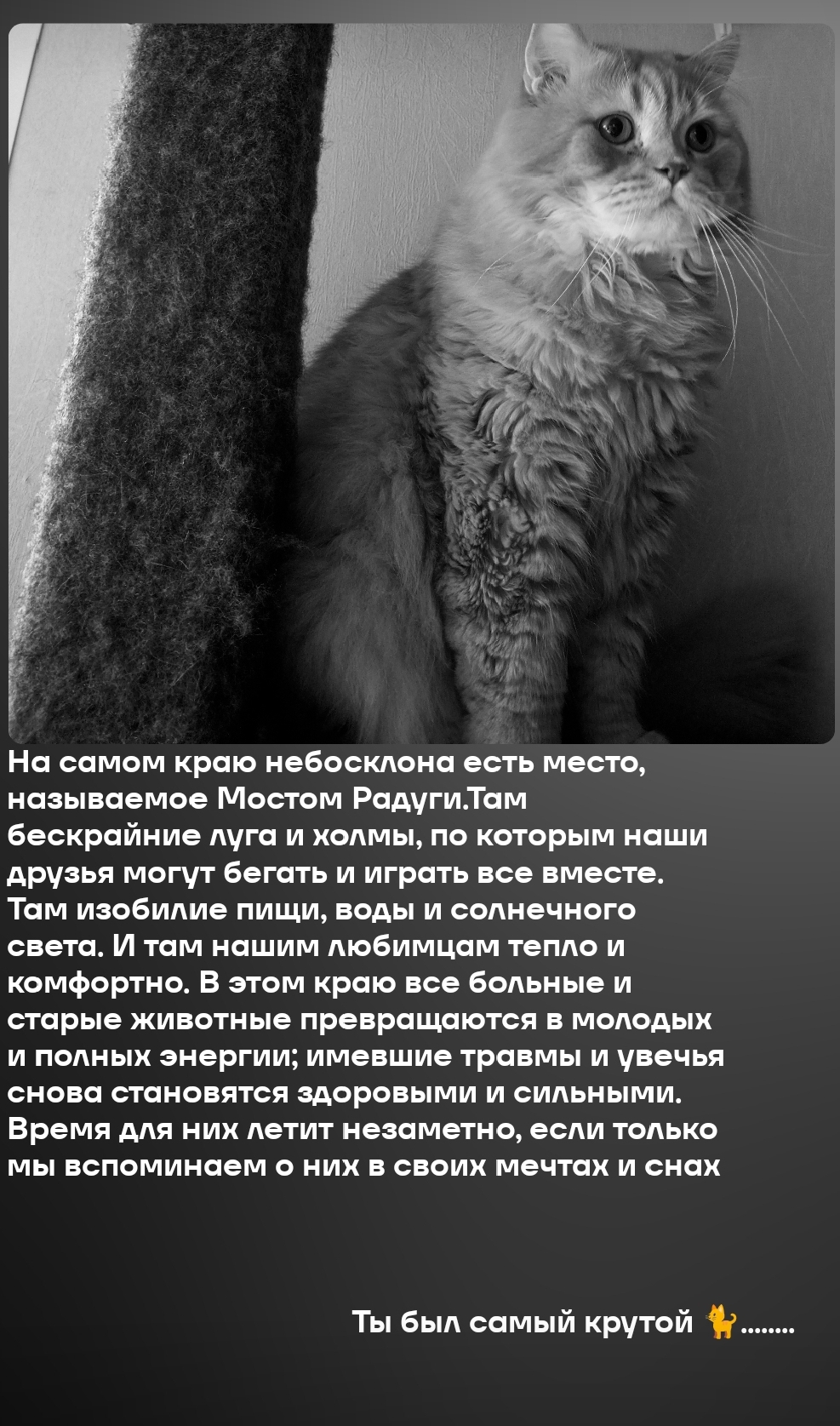 Барсюша. Кладбище домашних животных