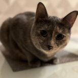 Ксюша. Кладбище домашних животных