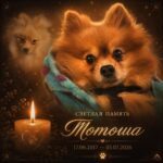Тотоша. Кладбище домашних животных