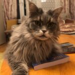 Фрося. Кладбище домашних животных