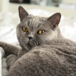 Лилу. Кладбище домашних животных
