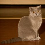 Лада. Кладбище домашних животных