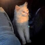 Бус. Кладбище домашних животных