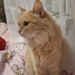 Джинни. Кладбище домашних животных