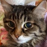 МАСЯНЯ. Кладбище домашних животных